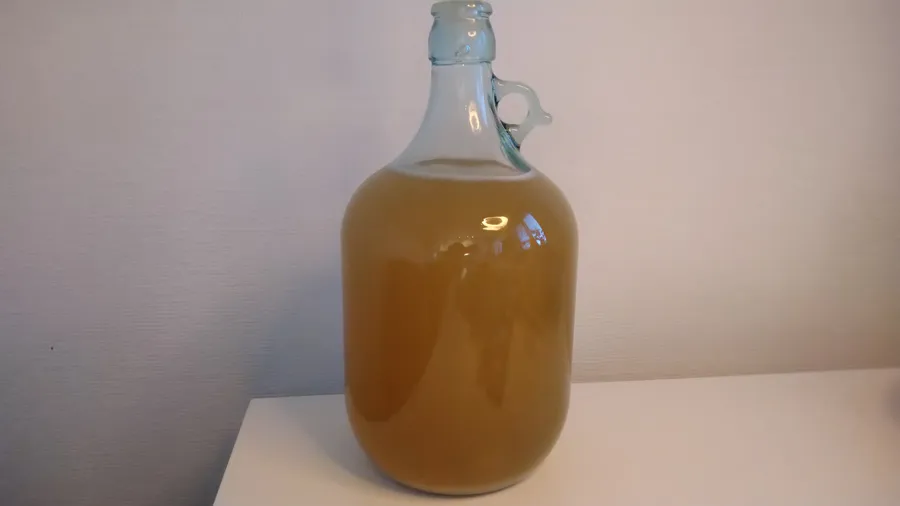 Belgian Abbey Mead fermenting in a demijohn.