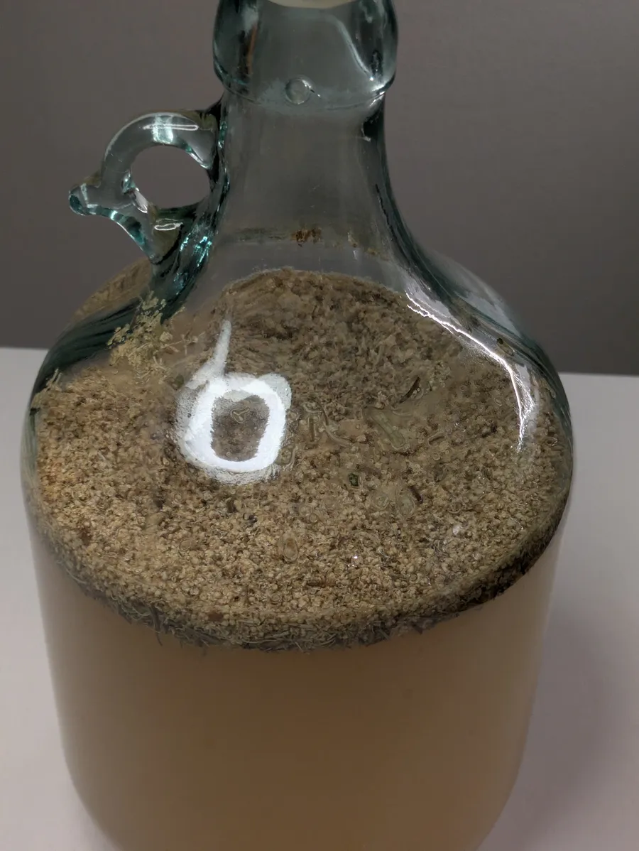 Elder flower mead fermenting